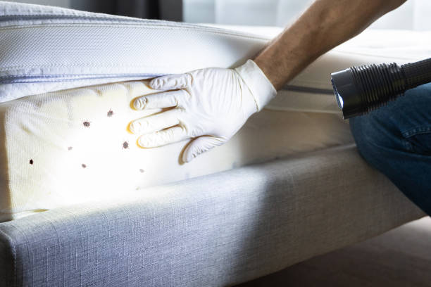 Best Pest Control Near Me  in Melwood, MD
