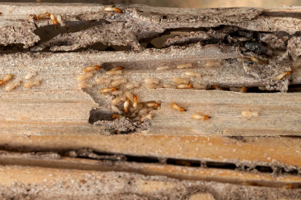 Best Residential Pest Control  in Melwood, MD