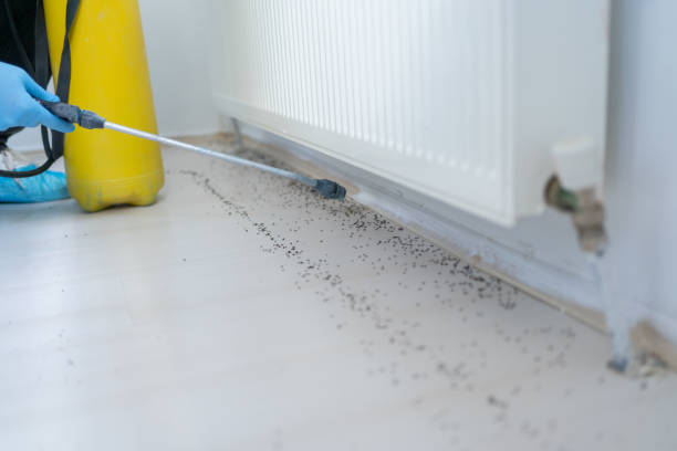 Insect Control in Melwood, MD